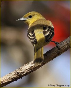 Orchard Oriole