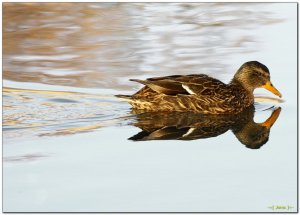 Mallard Duck (Female)