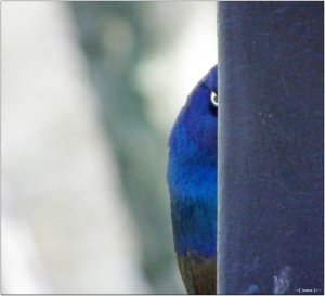 Common Grackle