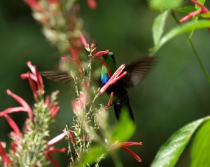 Green-throated Carib