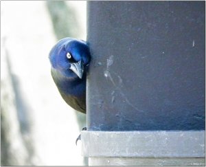 Common Grackle playing, Peek-a-boo