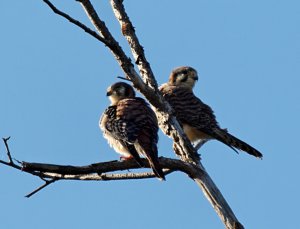 American Kestrel, male and female