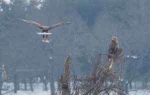 White-tailed Eagle Couple