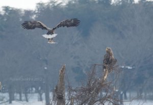 White-tailed Eagle Couple 2