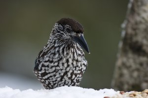 Eurasian Nutcracker