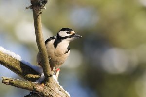 Great Spotted Woodpecker