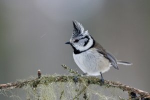 Crested Tit