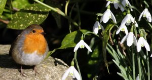A rather coy little Robin viewing the snowdrops