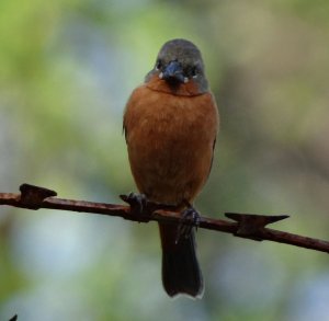 Ruddy-breasted Seedeater