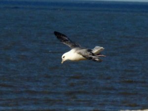 A Norfolk Fulmar