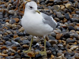 common gull