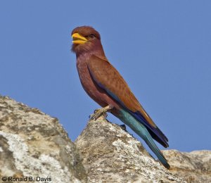 Broad-billed Roller MAD SER