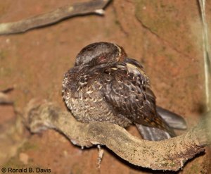 Collared Nightjar MAD SER