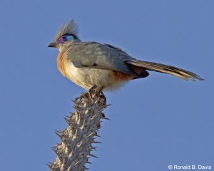 Crested Coua MAD SER