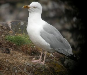 Herring Gull