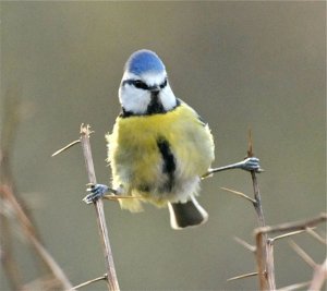 Undecided Blue Tit