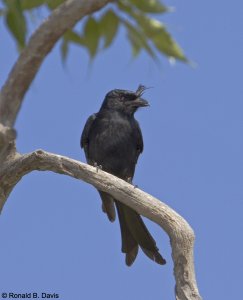Crested Drongo MAD SER