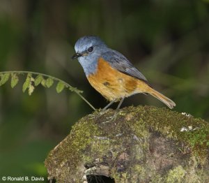 Forest Rock-Thrush Male MAD SER