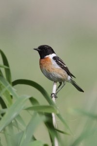 One of many Stonechats