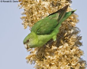 Grey-headed Lovebird Female MAD SER