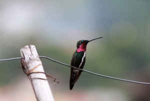 Stripe-breasted Starthroat