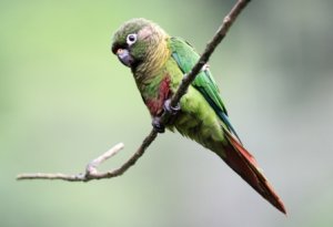 Maroon-bellied Parakeet  Elis Simpson