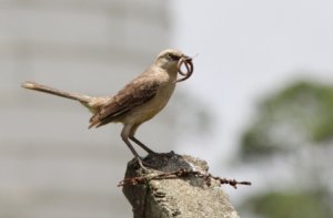 Chalk-browed Mockingbird  Elis Simpson