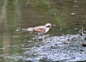 Black fronted Dotterel (immature)