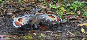 Sunbittern