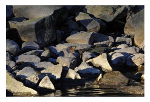 Wren on the Rocks