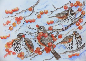 The Big Freeze. Redwings.