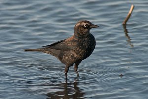 Rusty Blackbird (Female)