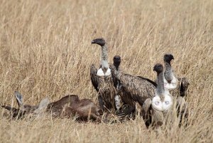 Griffon Vultures, Gyps fulvus