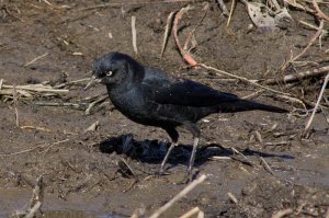 Rusty Blackbird (Male)