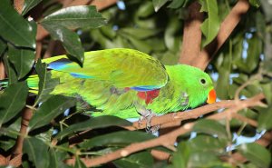 Male Eclectus Parrot, eclectus roratus macgillivrayi