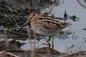 Snipe sp.