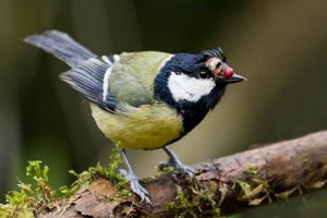 Great Tit: disease or damage?