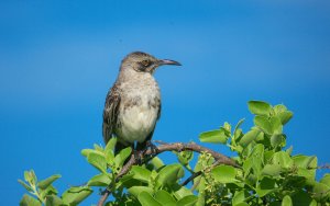 Hood Mockingbird