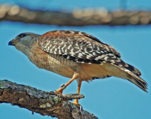 Ringed Hawk