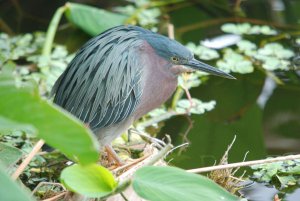 Green Heron