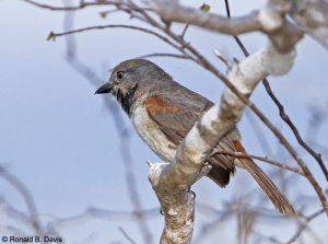 Red-shouldered Vanga MAD SER