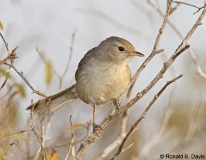 Subdesert Brush Warbler MAD SER