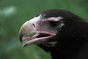 Portrait #2 of a female Wedge-Tailed Eagle, Aquila audax