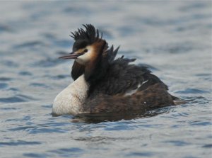 RUFFLED GREBE