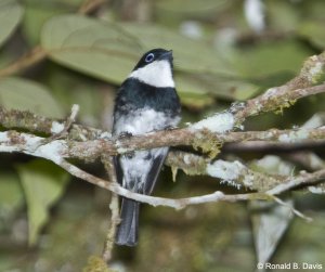 Ward's Flycatcher MAD SER