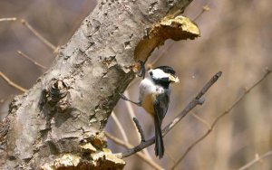 Chickadee excavating a cavity