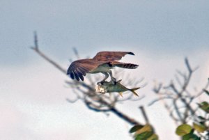 Flying Fish says - Put me down