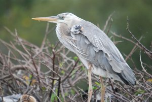 Wurdemann's Heron