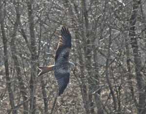 Red Kite