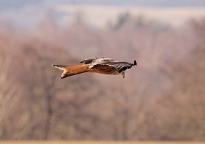 Red Kite